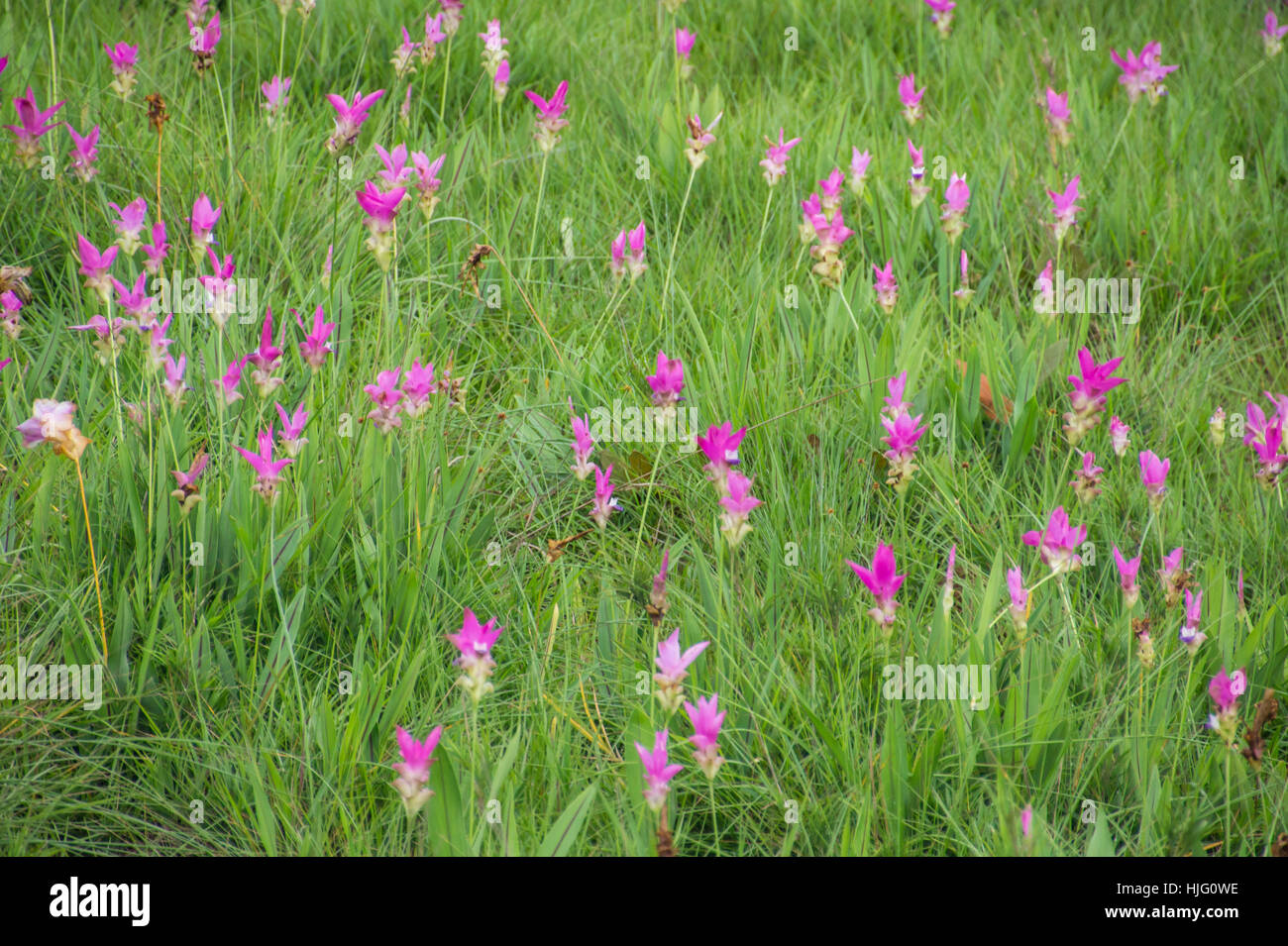 Rosa curcuma alismatifolia o il Siam tulip nel campo. Foto Stock