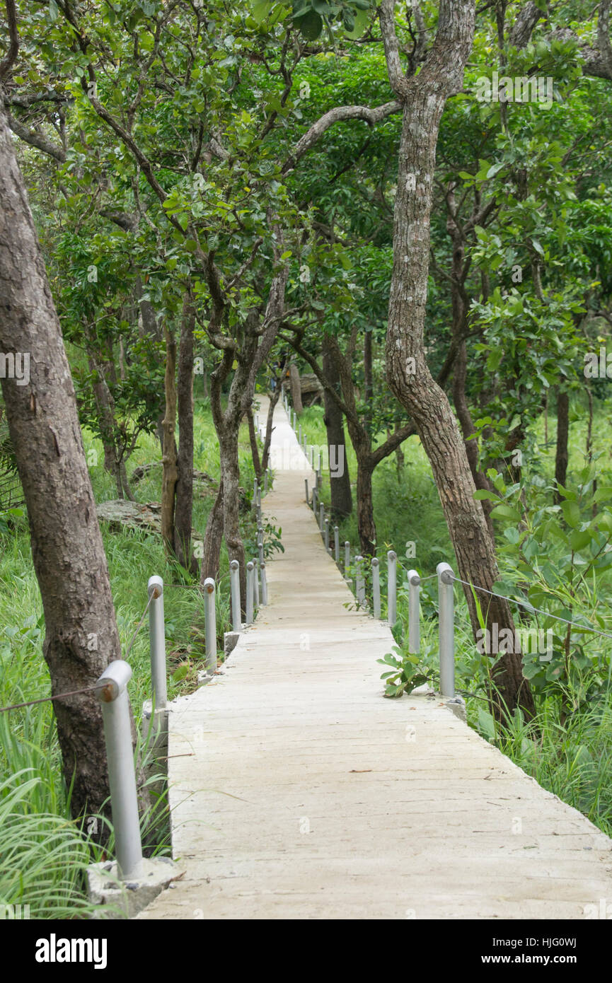 Rosa curcuma alismatifolia o il Siam tulip nel campo. Foto Stock