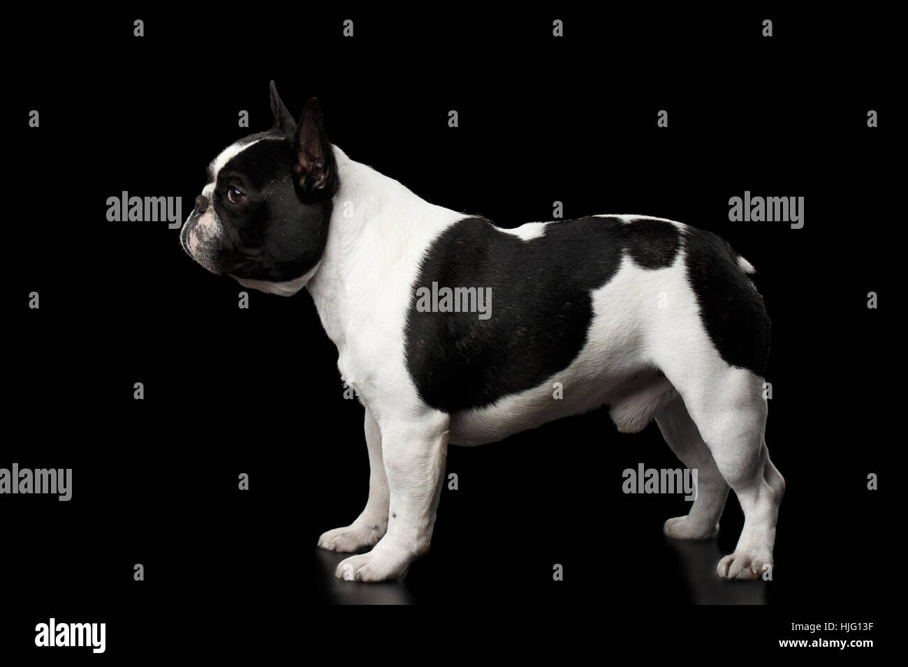 Bulldog Francese In Bianco E Nero Splendido Fotografia Stock - Immagine - Foto 2