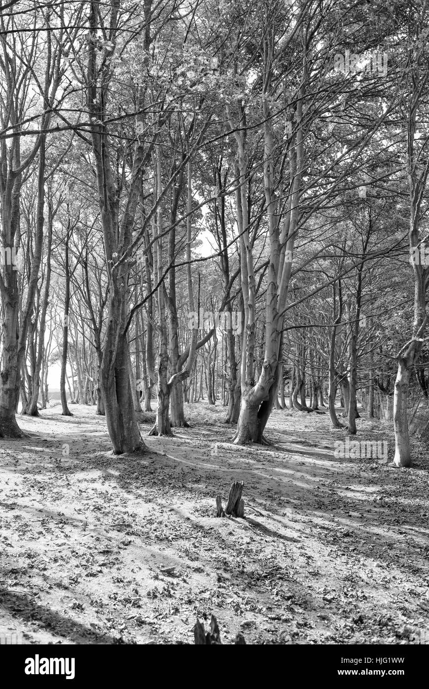 In bianco e nero girato di una foresta Foto Stock