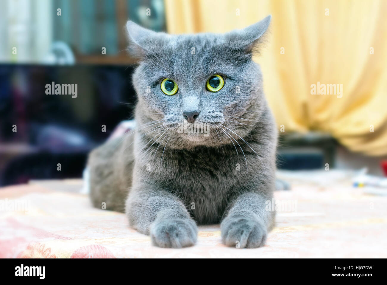 Adulto gatto grigio perplesso alla camera home Foto Stock