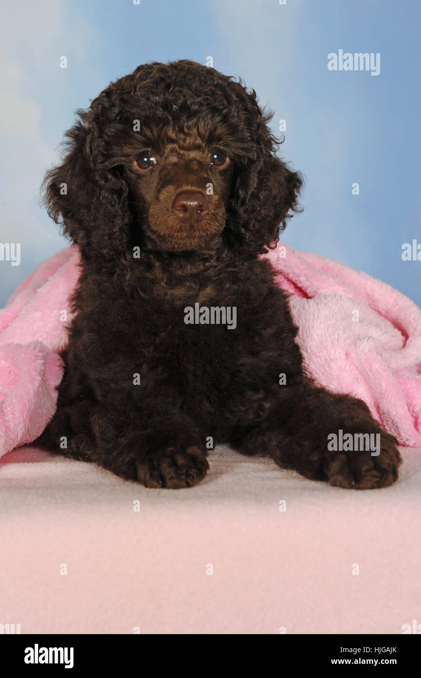 Barboncino in miniatura, marrone, cucciolo, dieci settimane, maschio, giacente sulla coperta rosa Foto Stock