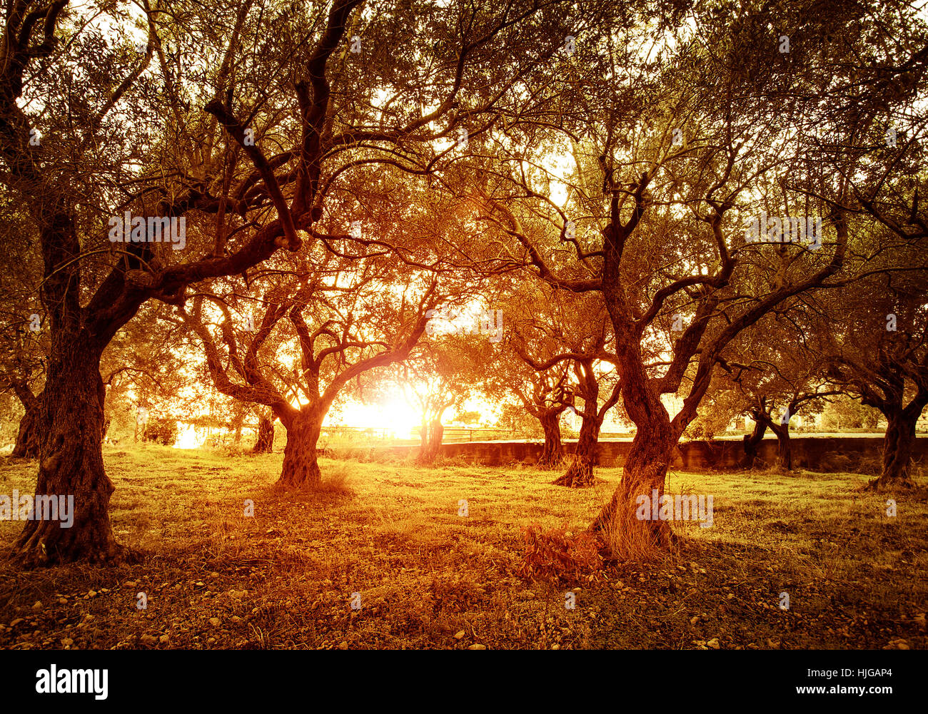 Orange, albero, alberi, giardino, tramonto, agricoltura, allevamento, oliva, terreni agricoli, Foto Stock
