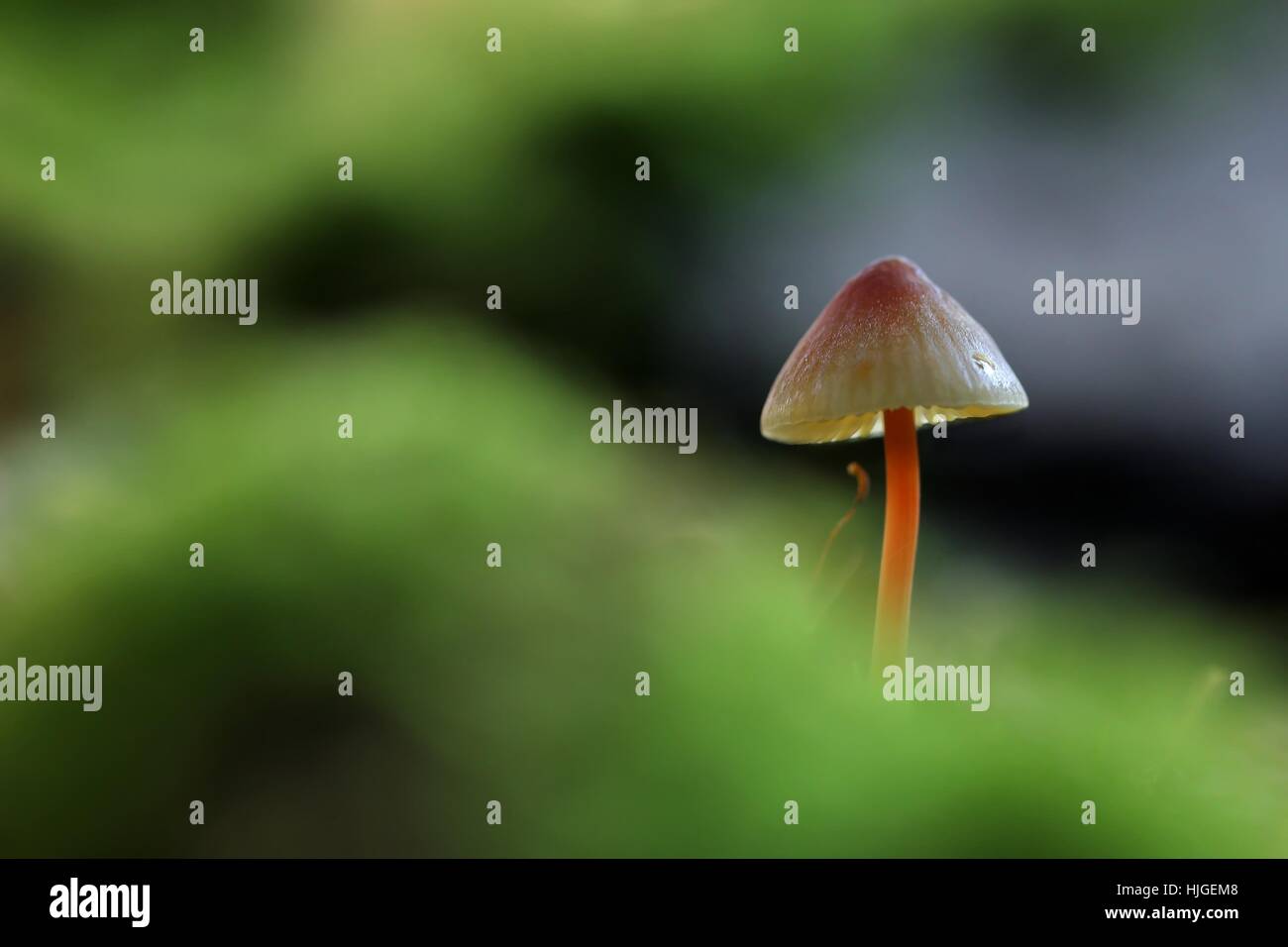 Testa a fungo, fungo, agaric, macro close-up, macro di ammissione, vista ravvicinata, Foto Stock