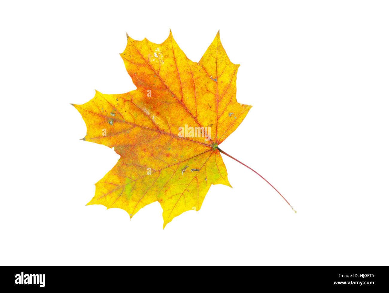 Foglia, isolato, colore, albero, alberi, botanica, autunnale, Golden, decorazione, asciutto, Foto Stock