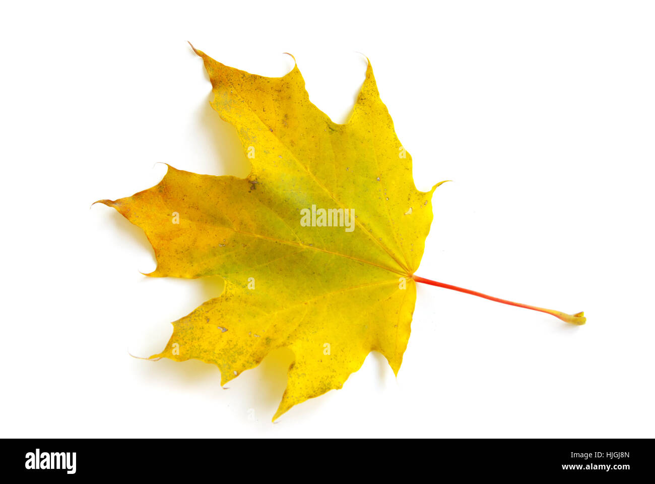 Foglia, isolato, colore, albero, alberi, botanica, autunnale, Golden, decorazione, asciutto, Foto Stock