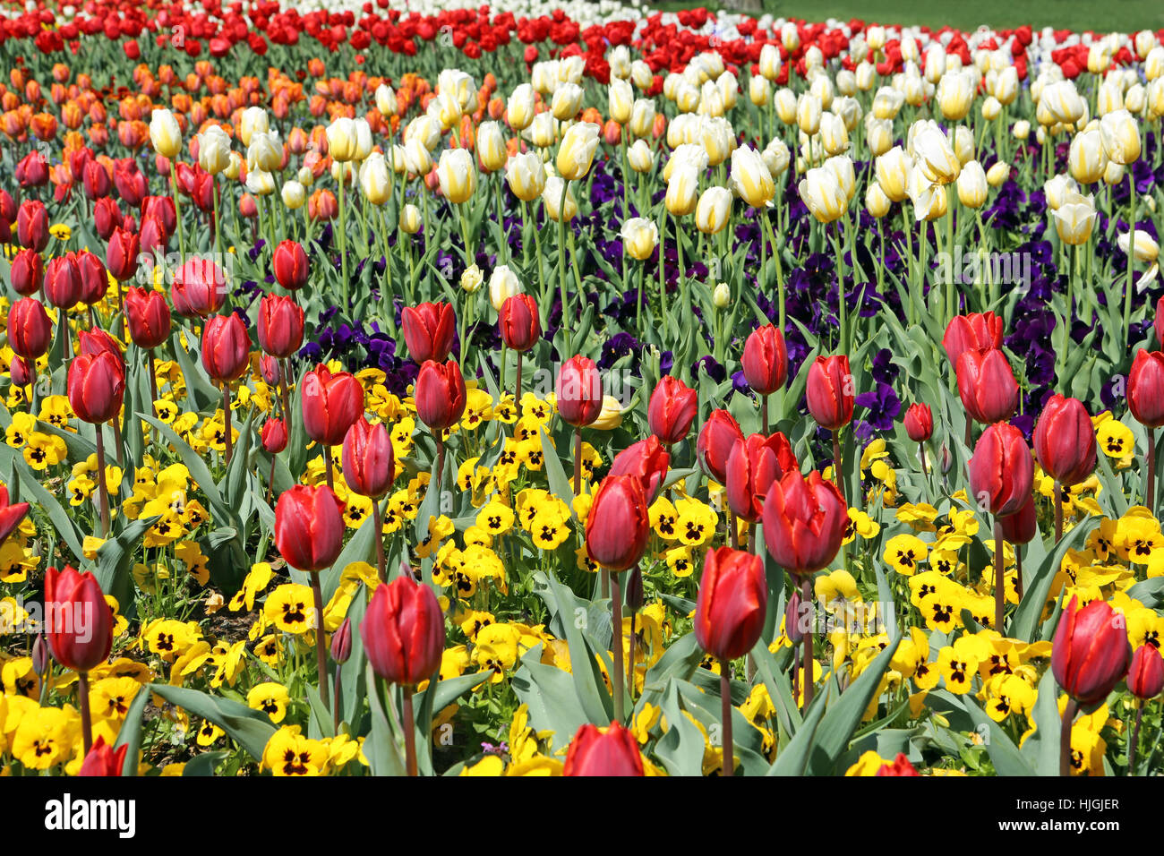 Flower, piante, fiori, flora, botanica, tulipani, tulip, fiori, piante, colorati, Foto Stock