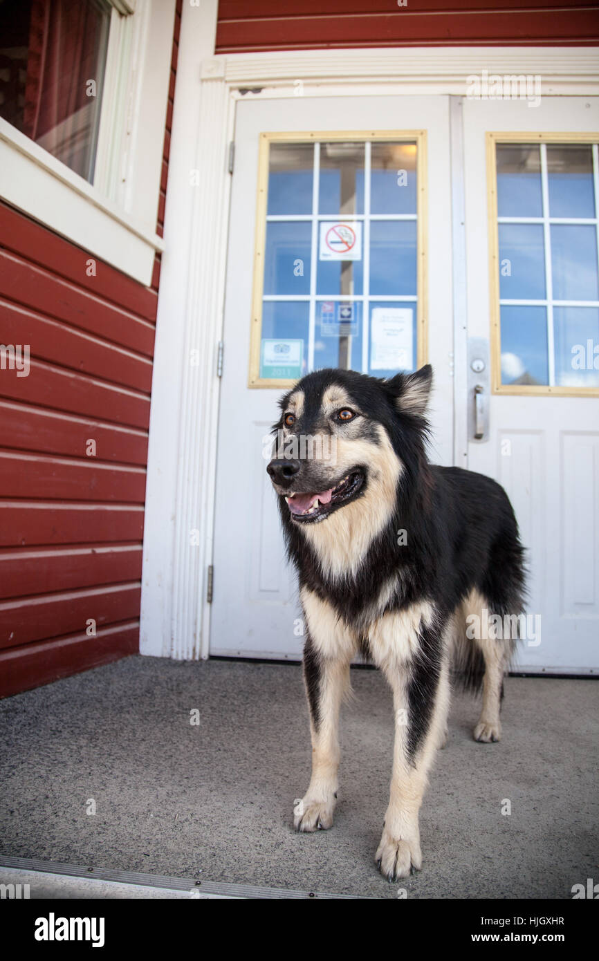 Bella, beauteously, Nizza, PET, pellicce, cane, canino, cappotto, amico, Husky Foto Stock