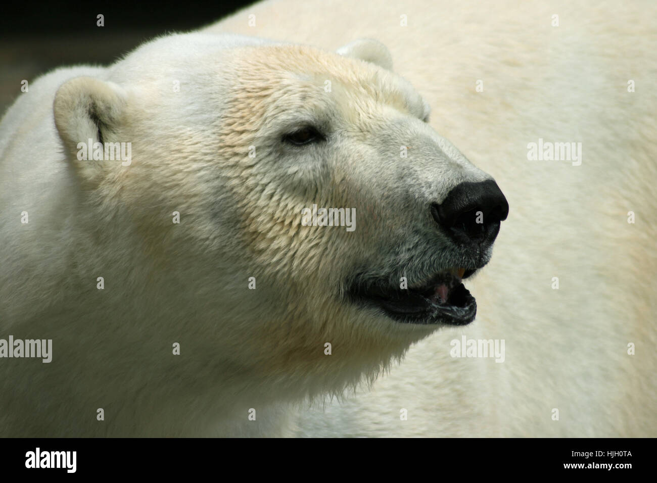 Bear, fauna, orso polare, pelle, aggressivo, aggressivo, agression, aggressione, Foto Stock