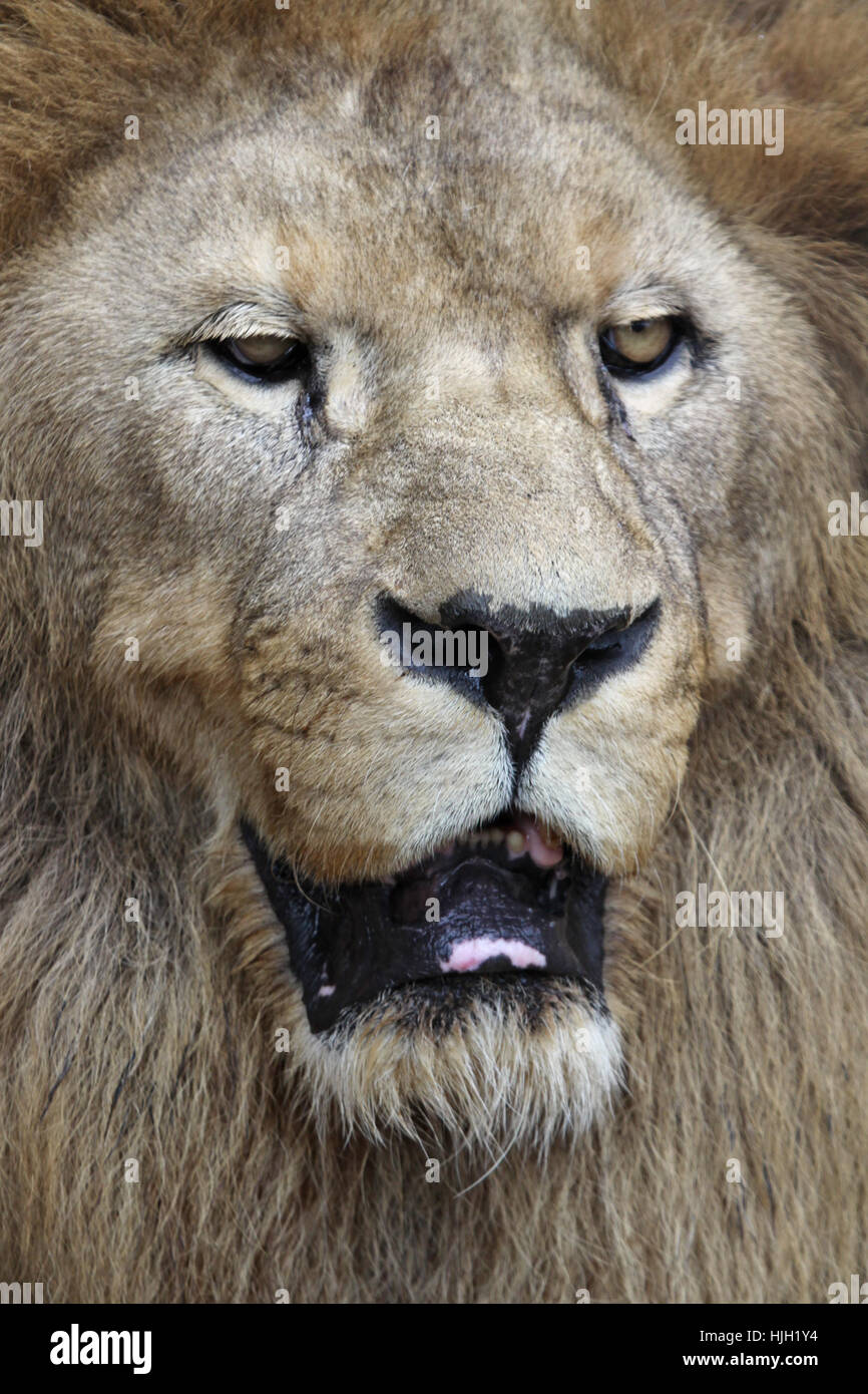 Lion, gatto, Gatto grande, predatore felino, predator, bocca, pericolo, animale mammifero, Foto Stock