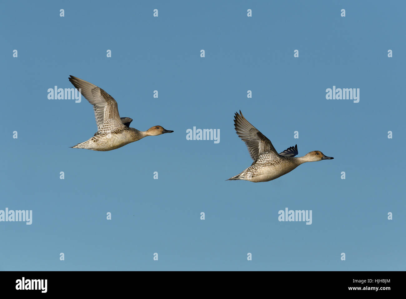 Pintail - Anas acuta - femmina Foto Stock