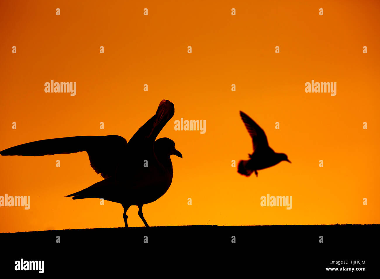 Herring Gull Larus argentatus al tramonto seduti sulla parete del mare e battenti Turnstone Foto Stock