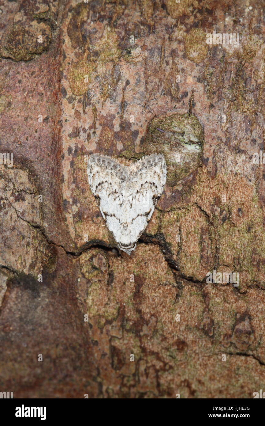 Almeno archi nero (Nola confusalis), un piccolo e raro in bianco e nero tarma, appollaiato su un ramo marrone Foto Stock