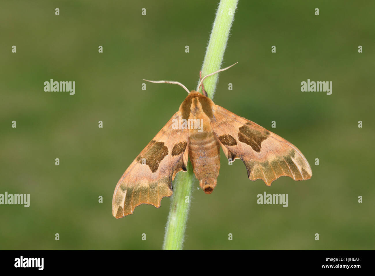 Lime Hawk-moth (Mimas tiliae) - l'insolita variante marrone, appollaiato su uno stelo contro uno sfondo verde in un giardino suburbano Foto Stock