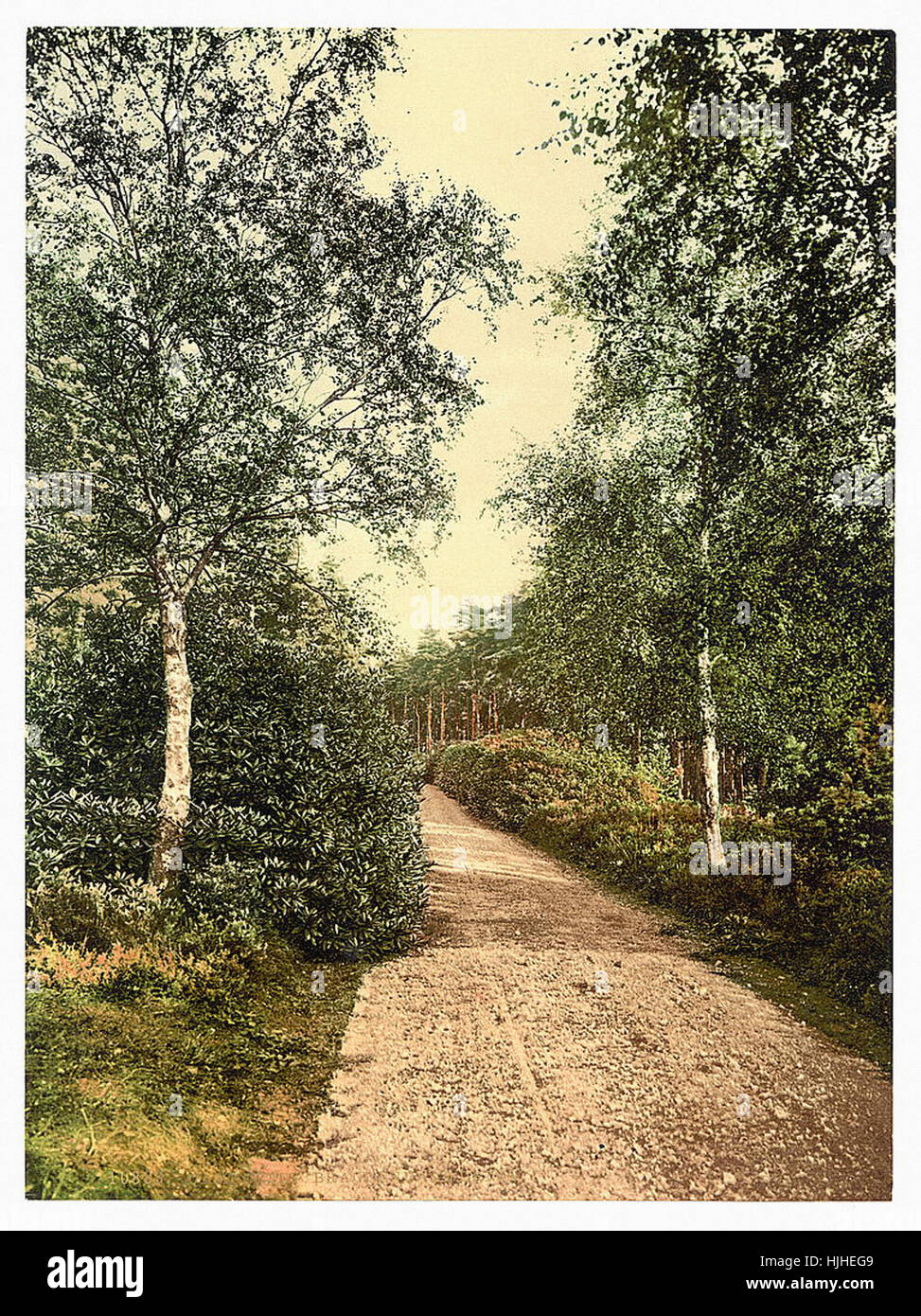 Brackendale, il drive, Camberley, Inghilterra - Photochrom XIX SECOLO Foto Stock