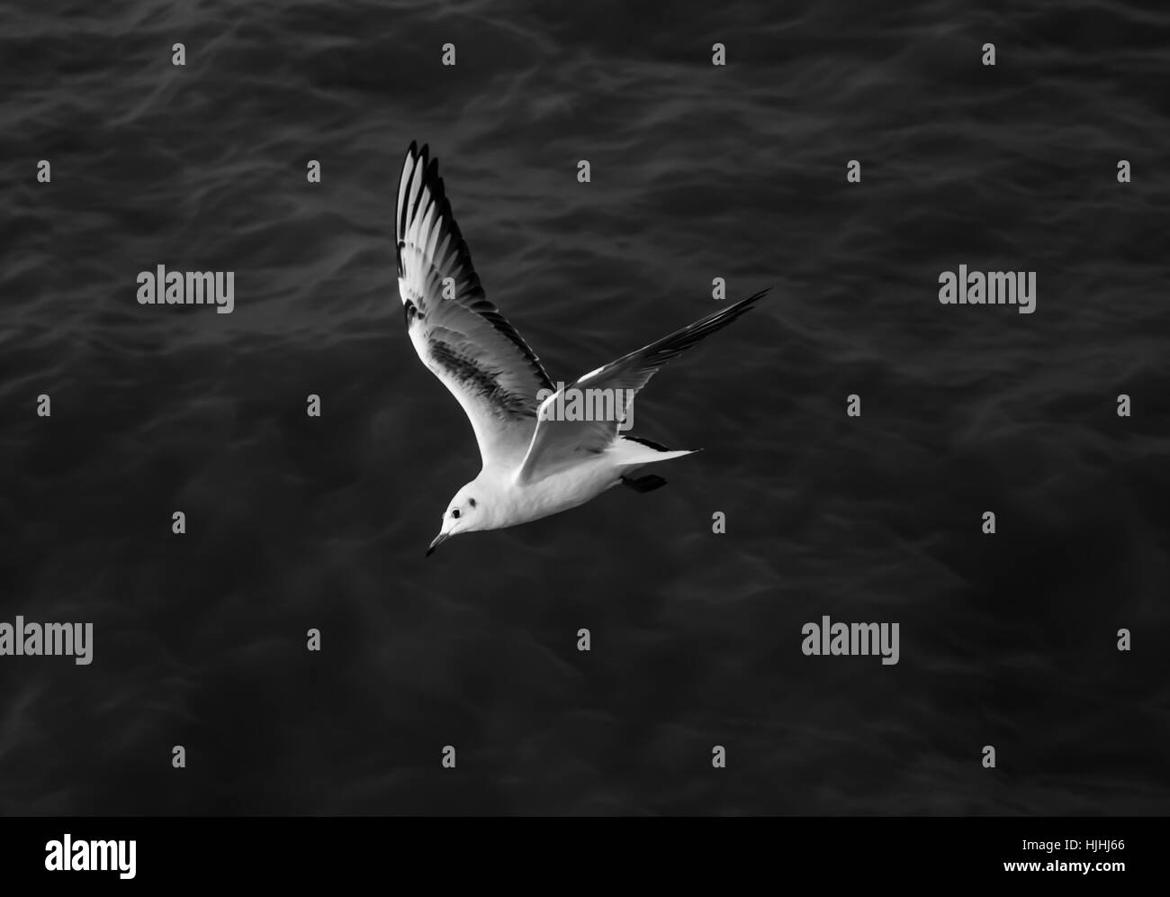 Bianco e Nero Seagull Foto Stock