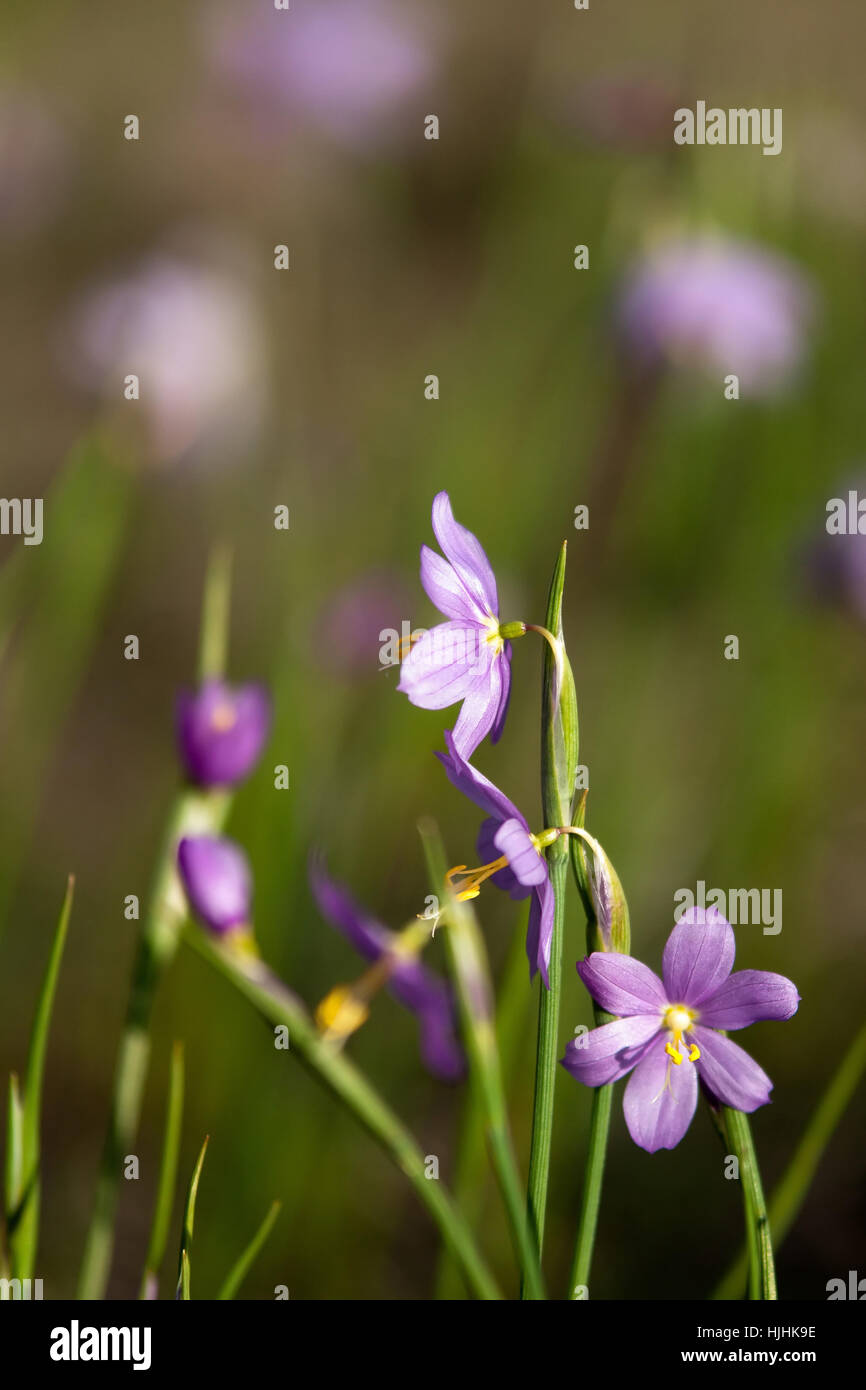 Blu, bella, beauteously, Nizza, leaf, macro close-up, macro di ammissione, Foto Stock