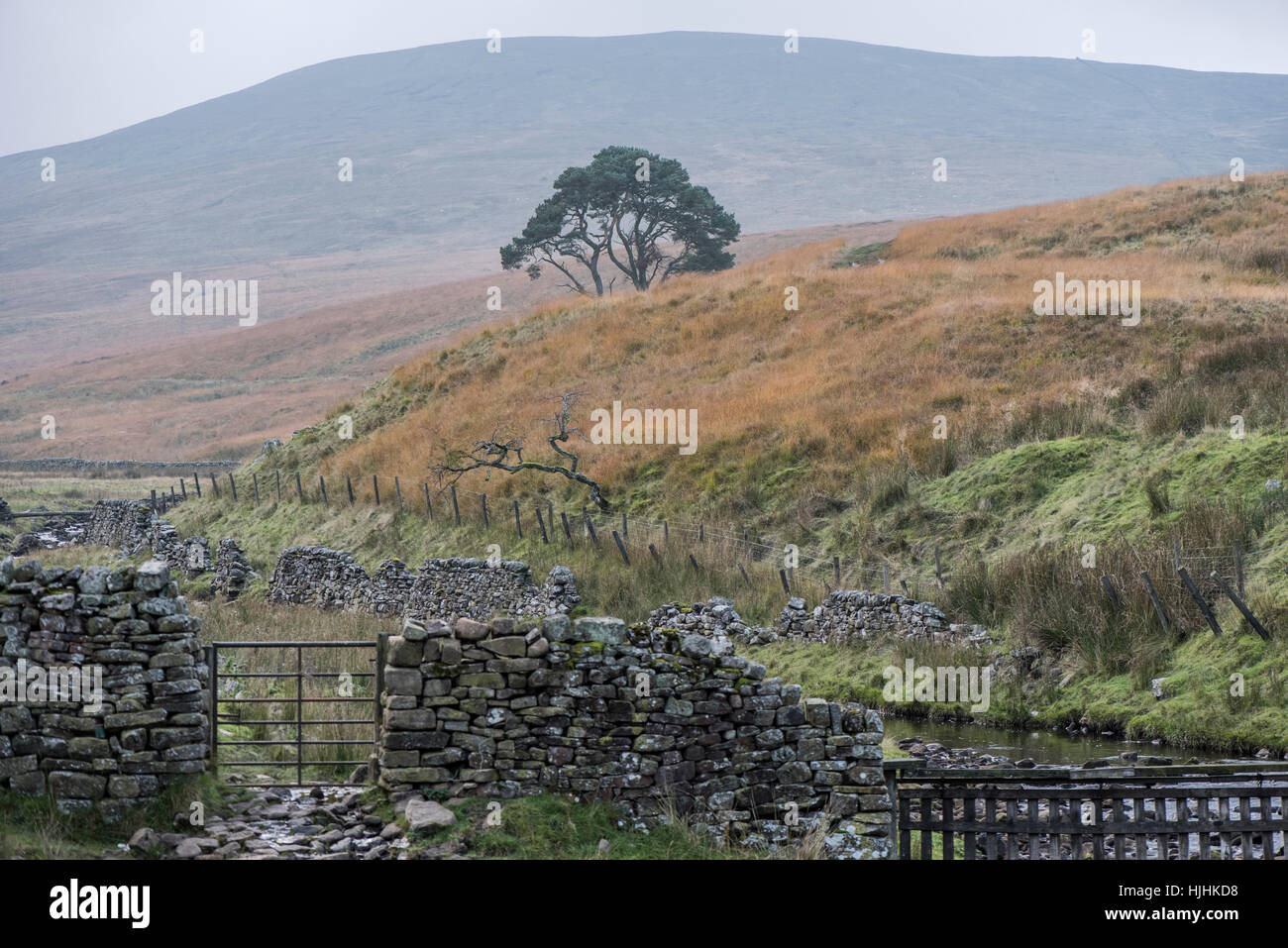 Lone Tree in Cragdale, North Yorkshire Foto Stock