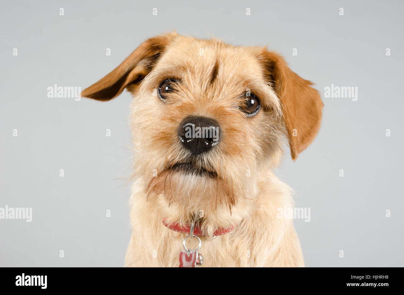 Caveste cane (croce tra un Cavalier re Carlo Spaniel e un Highland White Terrier), maschio, Regno Unito. Foto Stock