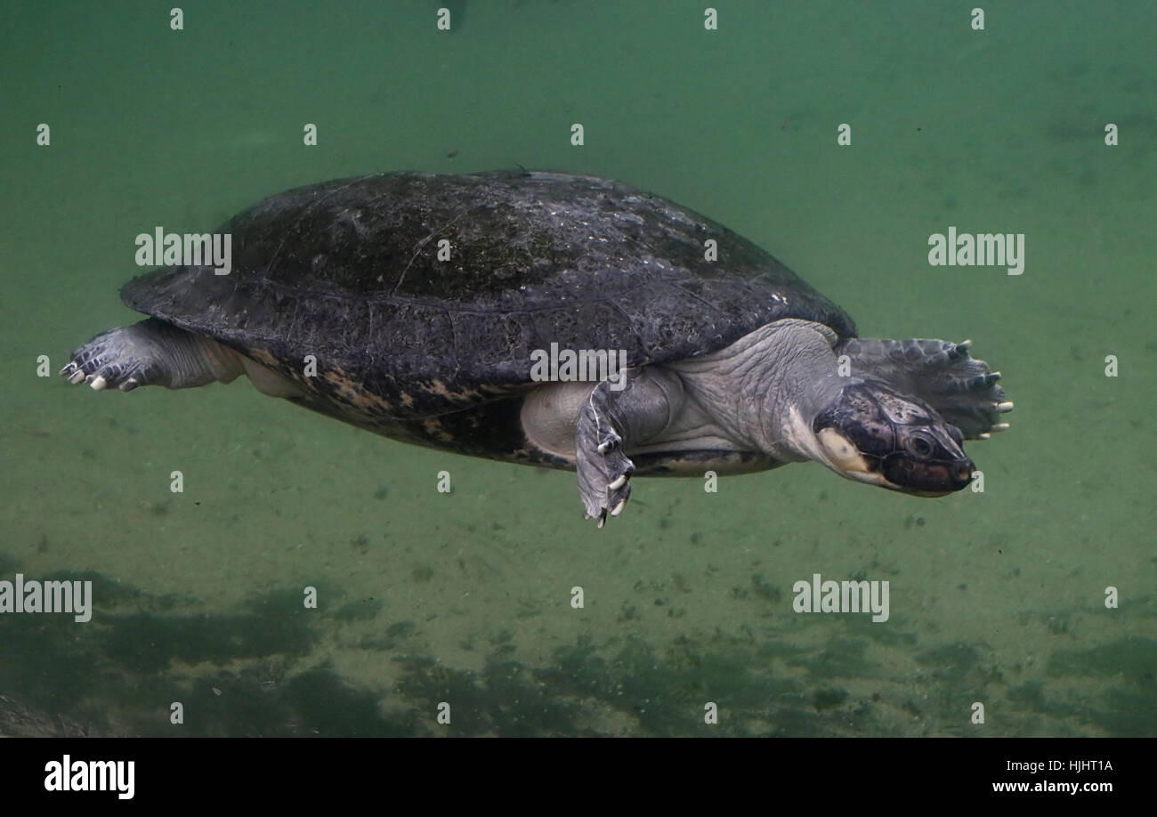 Fiume Arrau tartaruga (Podocnemis expansa) nativo del bacino amazzonico Foto Stock