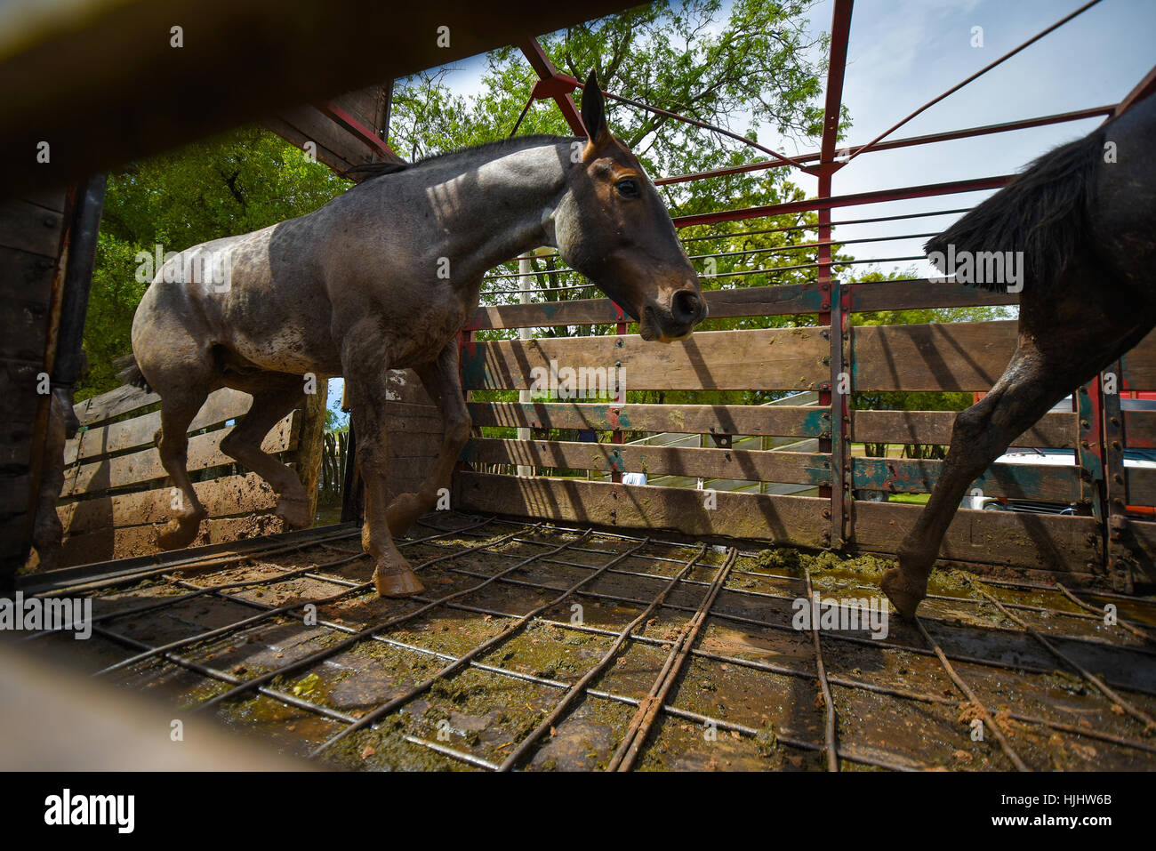 Argento colline punteggiano i cavalli in esecuzione in un box per cavallo. Foto Stock