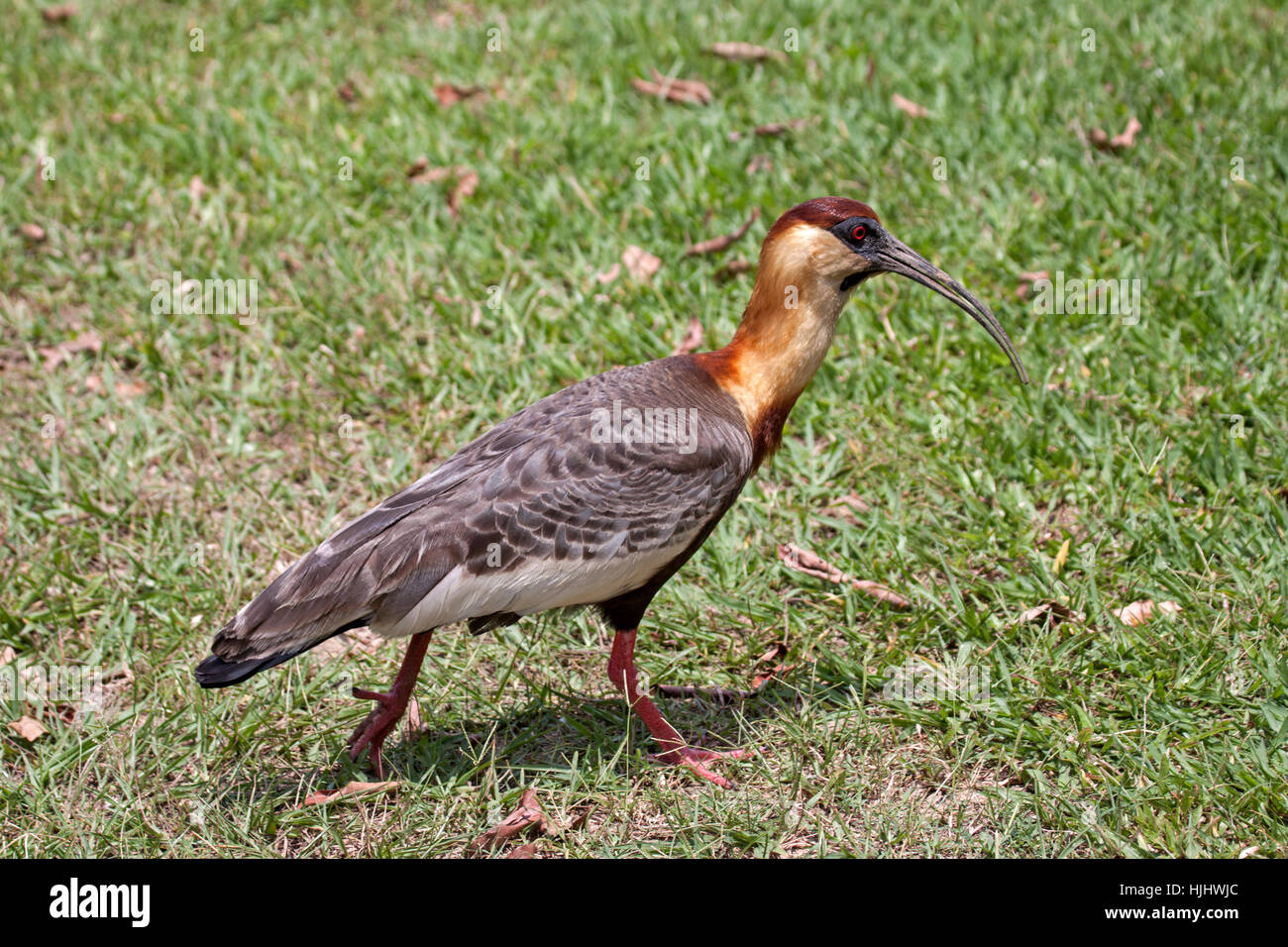 Buff ibis a collo alto a piedi nella prateria in Brasile Foto Stock