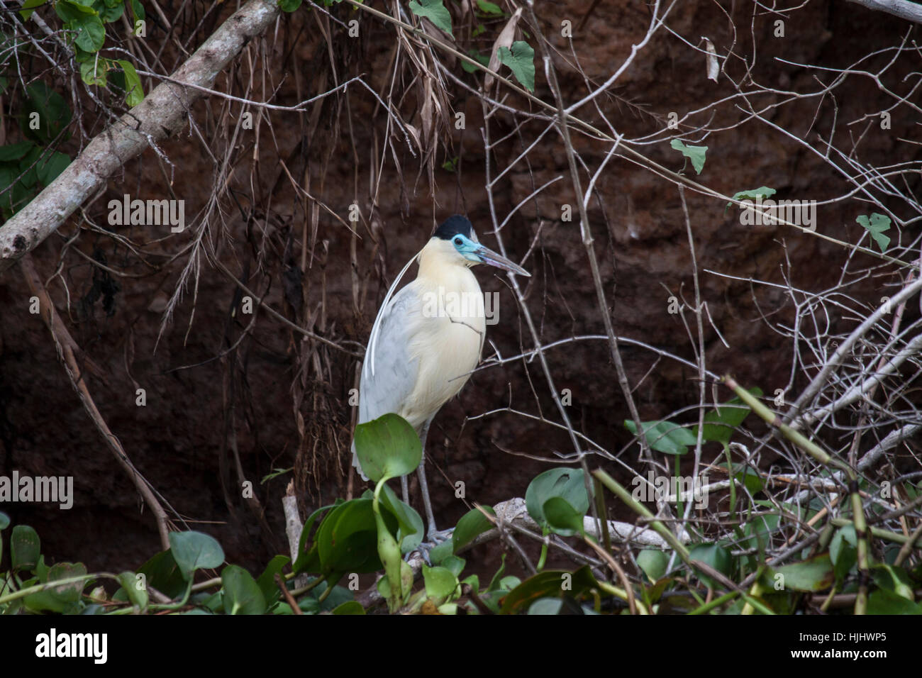 Tappate heron appollaiato sul ramo a bordo del erodendo la banca di fiume in Brasile Foto Stock