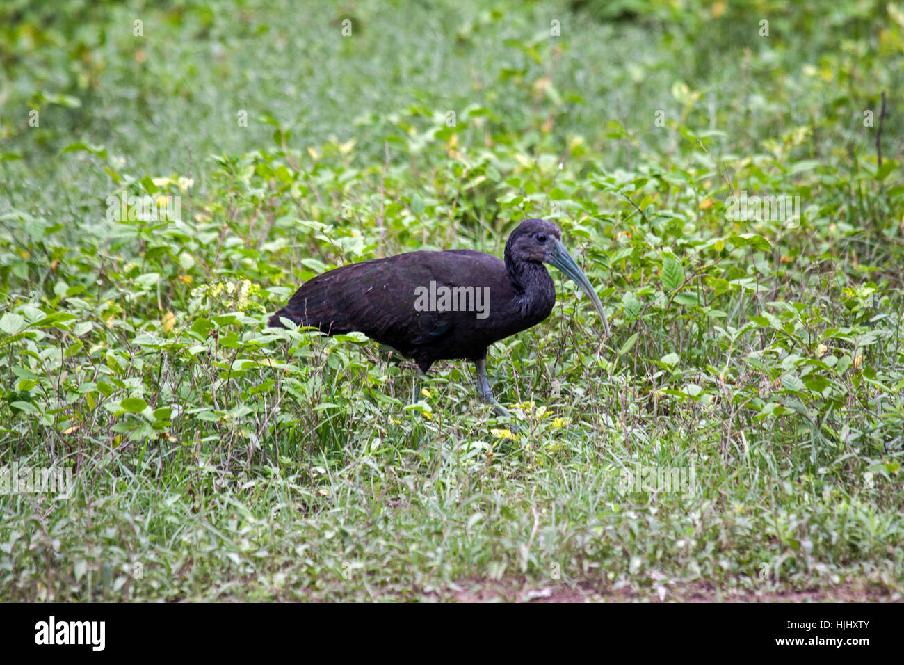 Ibis verde rovistando nel pascolo bagnato in Brasile Foto Stock