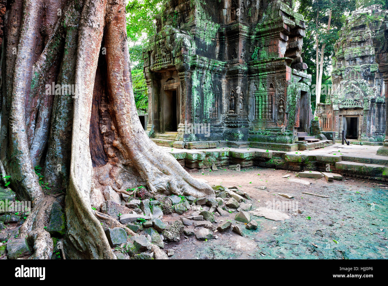 Cambogia Siem Reap, Angkor, Ta Prohm tempio Foto Stock