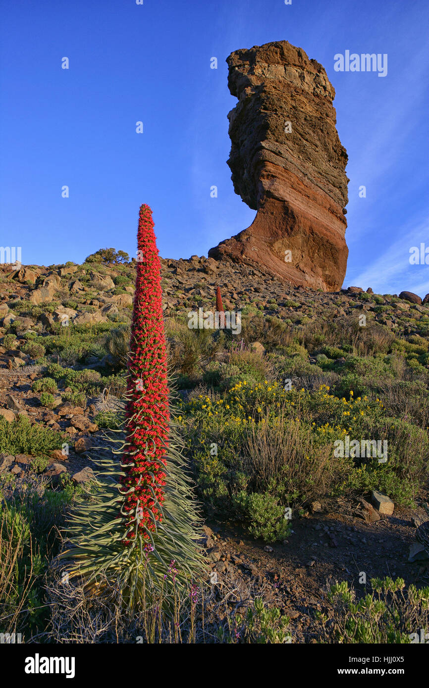 Spagna, Tenerife, Echium Wildpretii e bizzarra formazione rocciosa a Parco Nazionale del Teide Foto Stock