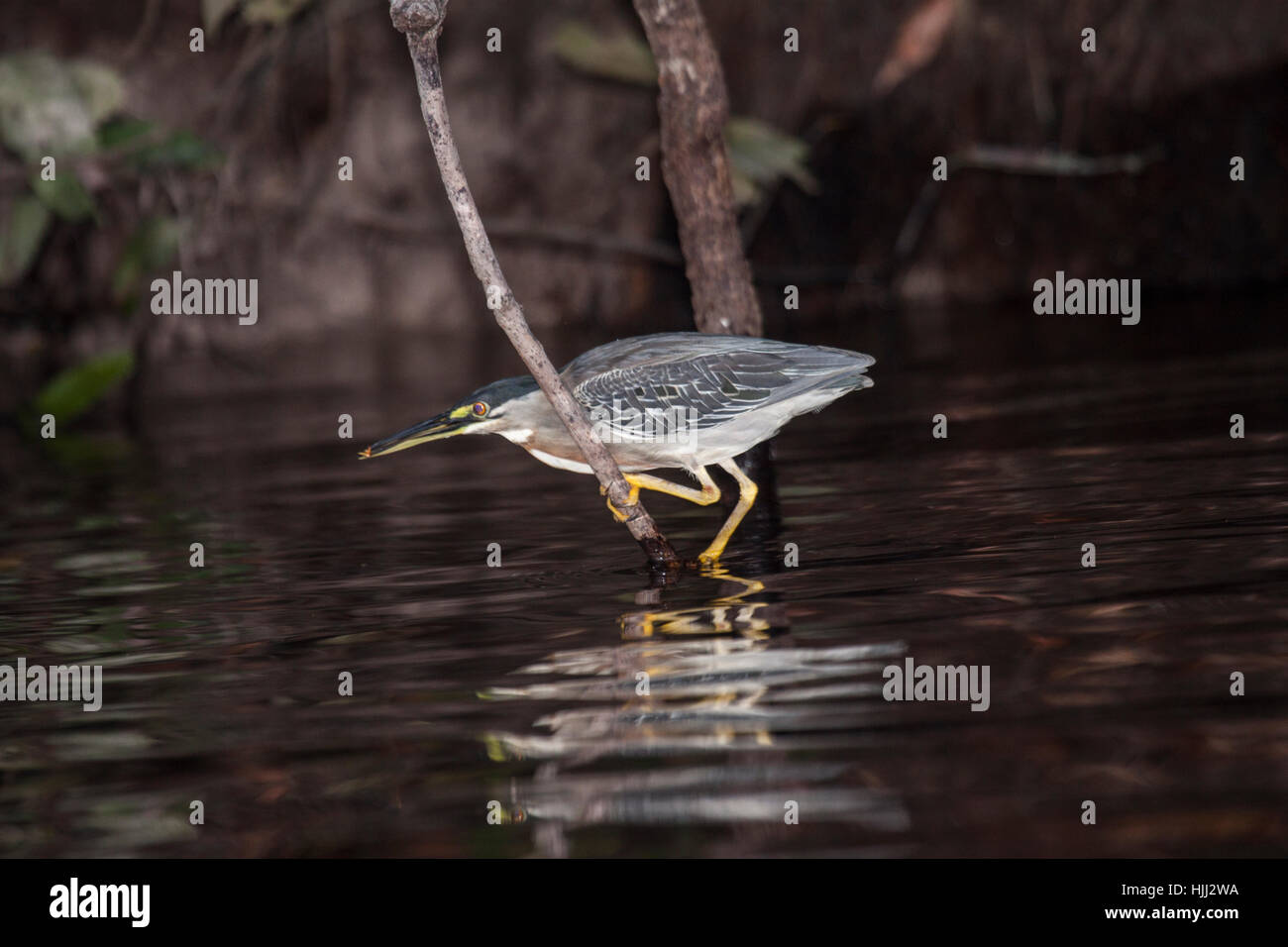 Airone striato di pesca con esca nella sua bill pronto a scendere in acqua per attirare le prede in Brasile Foto Stock