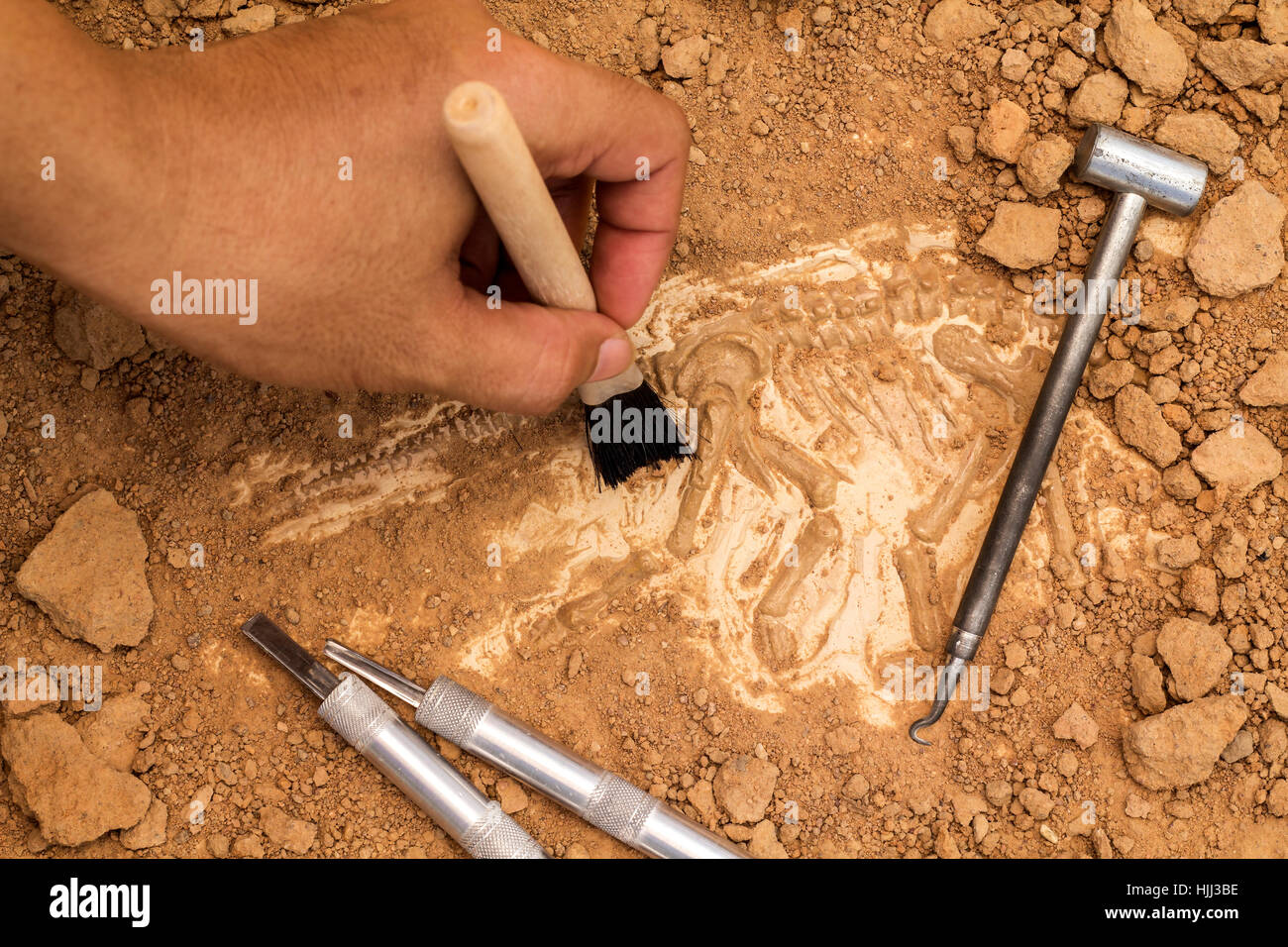 Scheletro e strumenti archeologici.Training per scavare fonti fossili.simulato stesso come vero e proprio scavo. Foto Stock