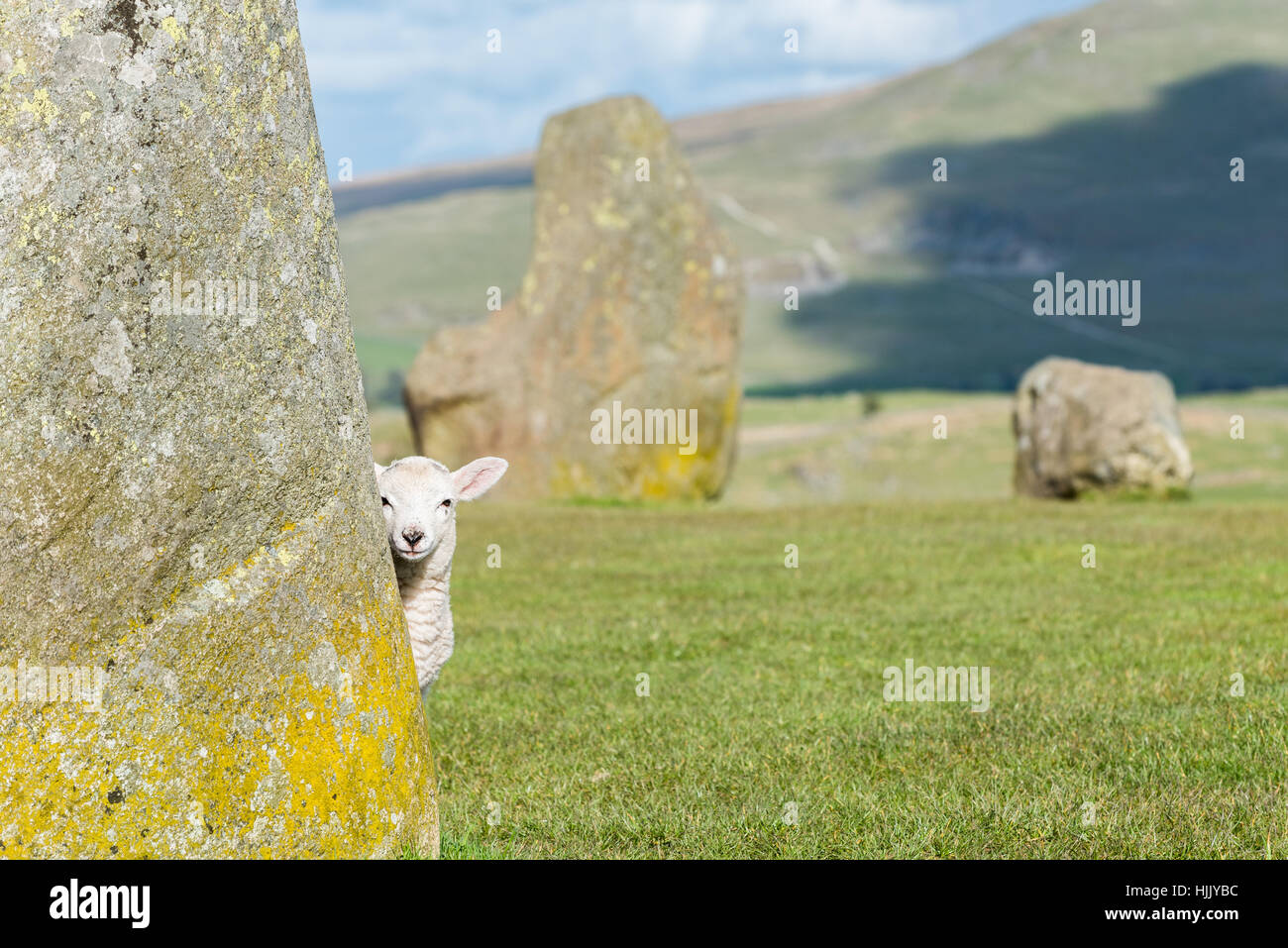 Un agnello è guardando dietro l'angolo da dietro un grande masso a Castlerigg Stone Circle nel Lake District inglese. Foto Stock