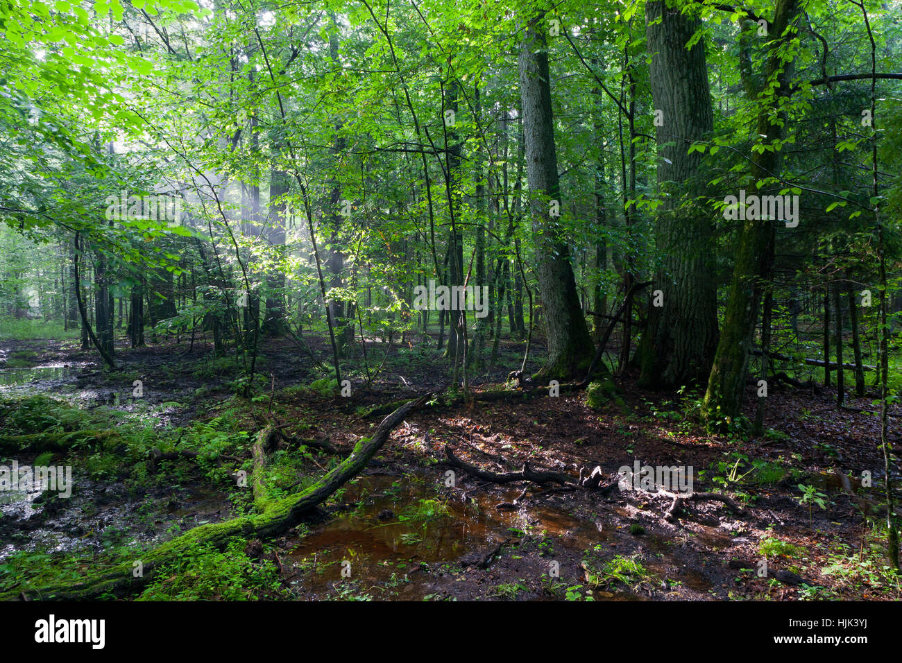 Sunrise, crepuscolo, mattina, albero, foglie, fogliame, domani, albero, alberi, trave, Foto Stock