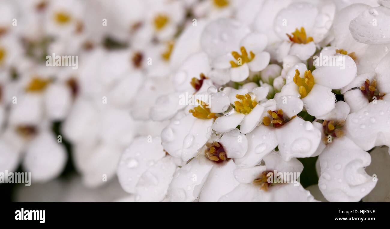Bianco Giallo Cluster Centro fiori eventualmente un Hydrangea, Macro shot presi in Shepperton Regno Unito Foto Stock
