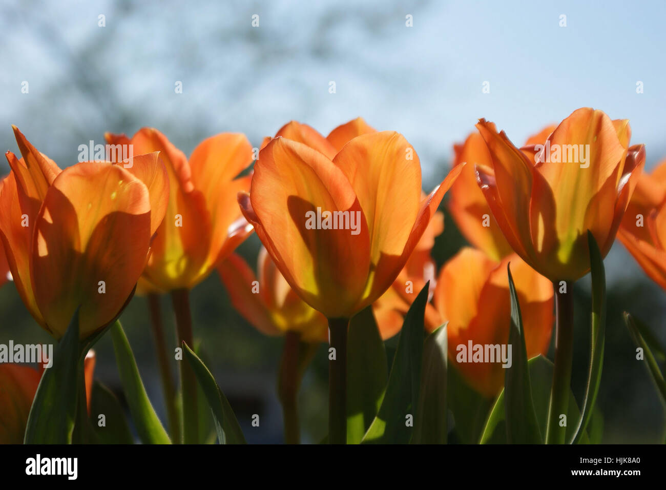 Tulipani fiery Foto Stock