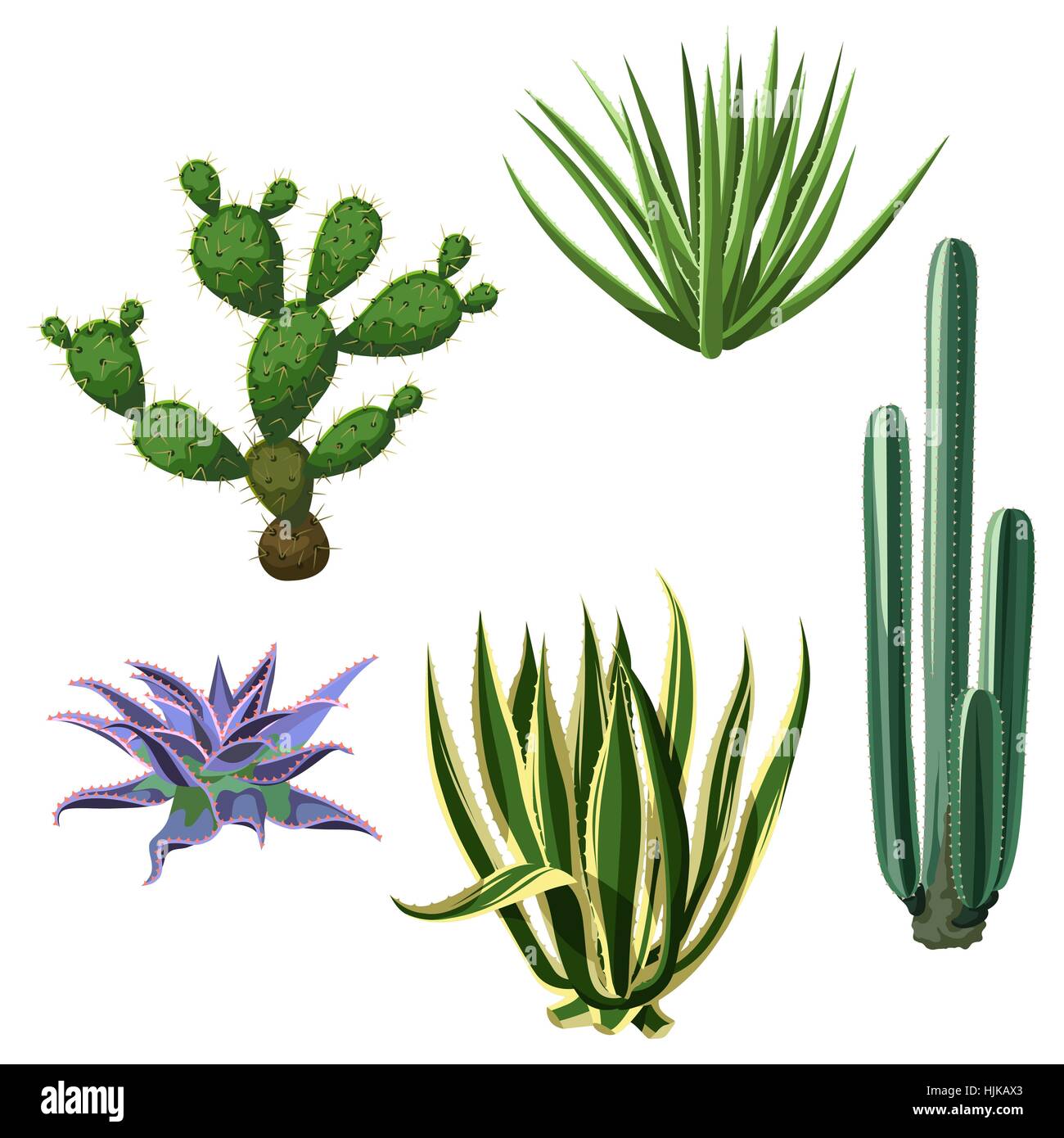 Cactus e piante grasse set. Le piante del deserto Immagine e Vettoriale -  Alamy