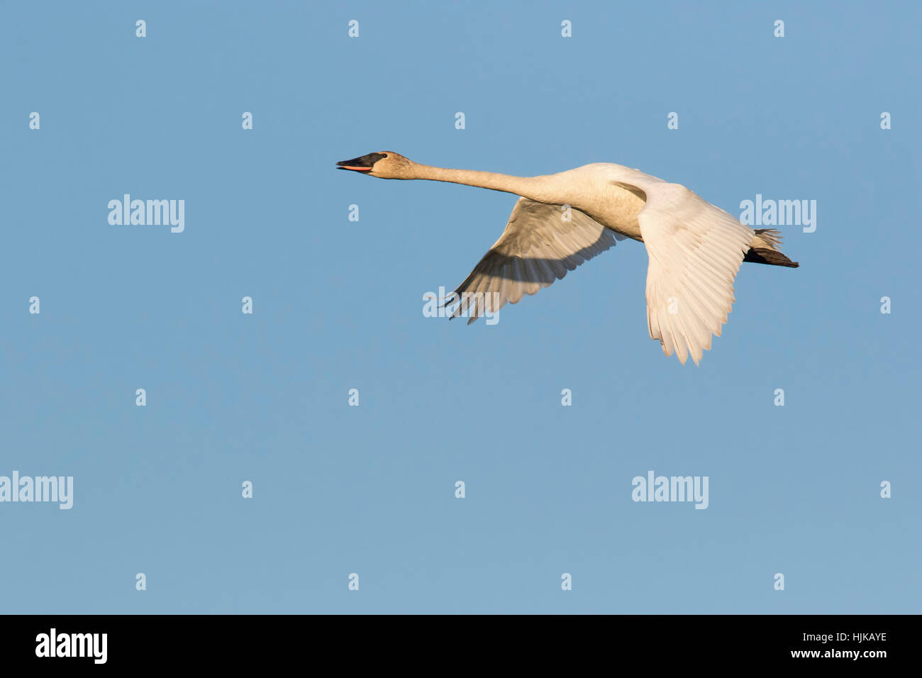 Trumpeter swan battenti Foto Stock