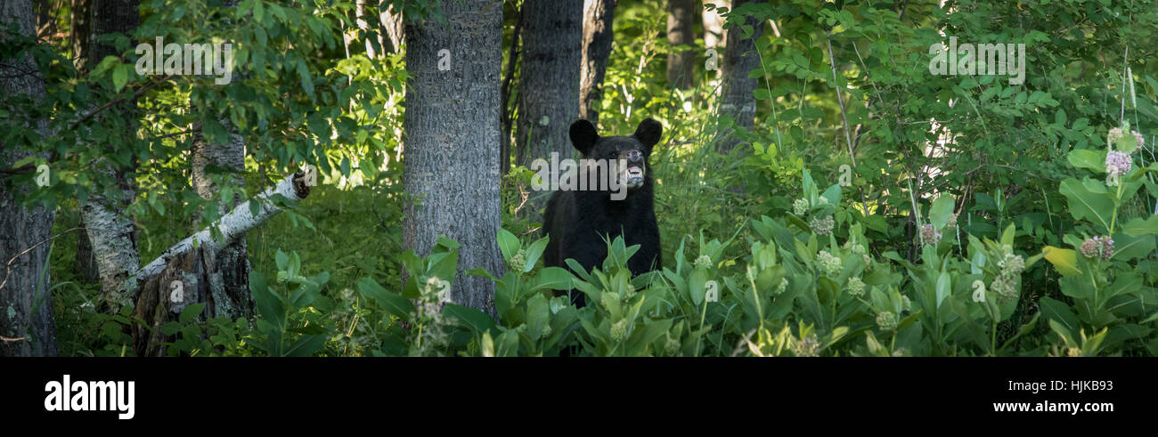 American black bear Foto Stock