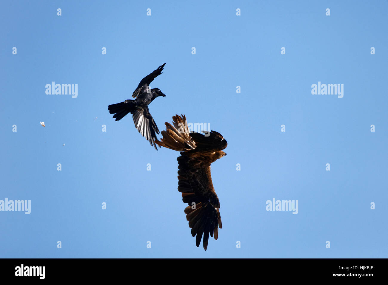 Corvo nero (Corvus coronoides), attaccando un cuneo-tailed eagle (Aquila audax) in volo, Western Australia. Foto Stock