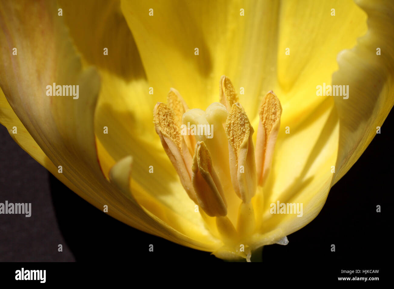 Colore, molla, Olanda, fiori, piante, tulip, Paesi Bassi, insight, stagione, Foto Stock