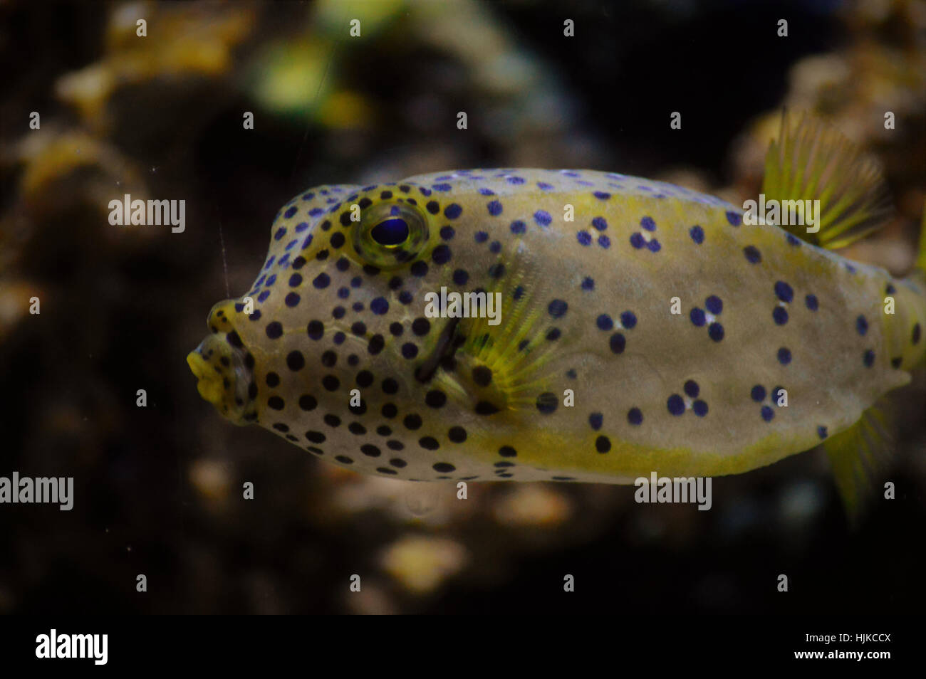 Pesce scatola Foto Stock