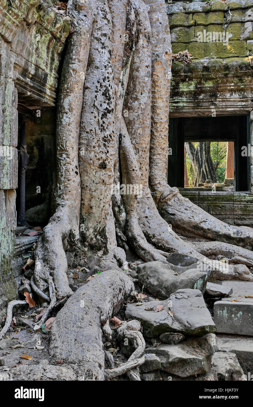 Radici il tempio Ta Prohm tempio, il Parco Archeologico di Angkor, Siem Reap, Cambogia Foto Stock