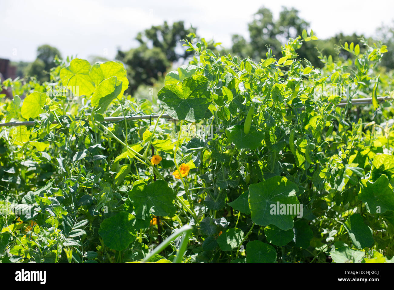 Pisello dolce fiori nel sole, Sussex. Foto Stock