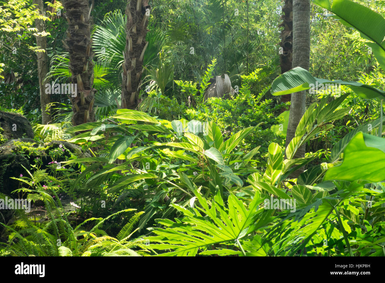 Foresta pluviale tropicale, Florida, Stati Uniti d'America Foto Stock