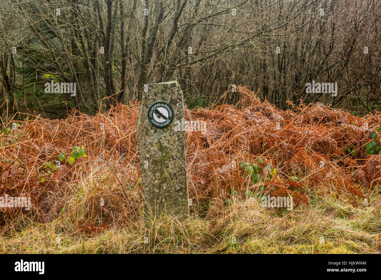 Loops and Links Stone Pillar Deep nella foresta di Llanwonno nel Galles del Sud Foto Stock