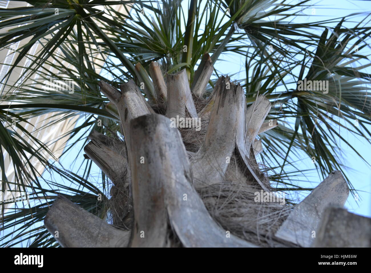 Le palme e la spiaggia Foto Stock