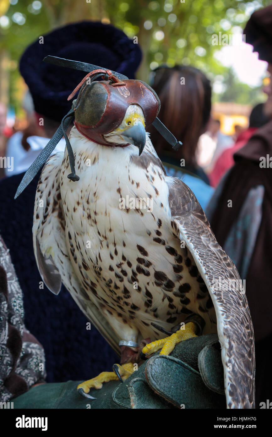 Hooded Falcon con cappa in pelle Foto Stock