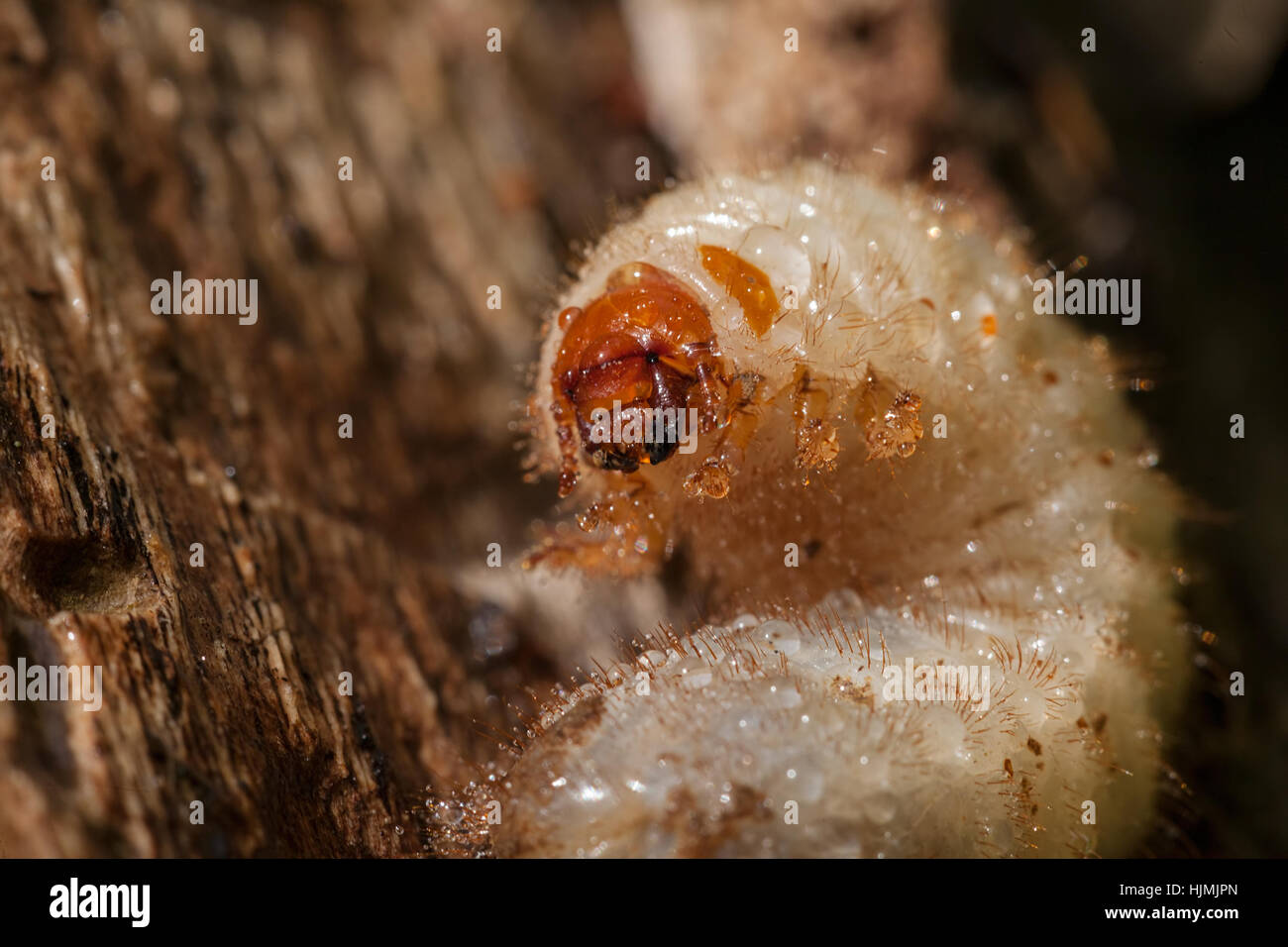 Le larve Close up sulla corteccia di albero, nota leggera profondità di campo Foto Stock