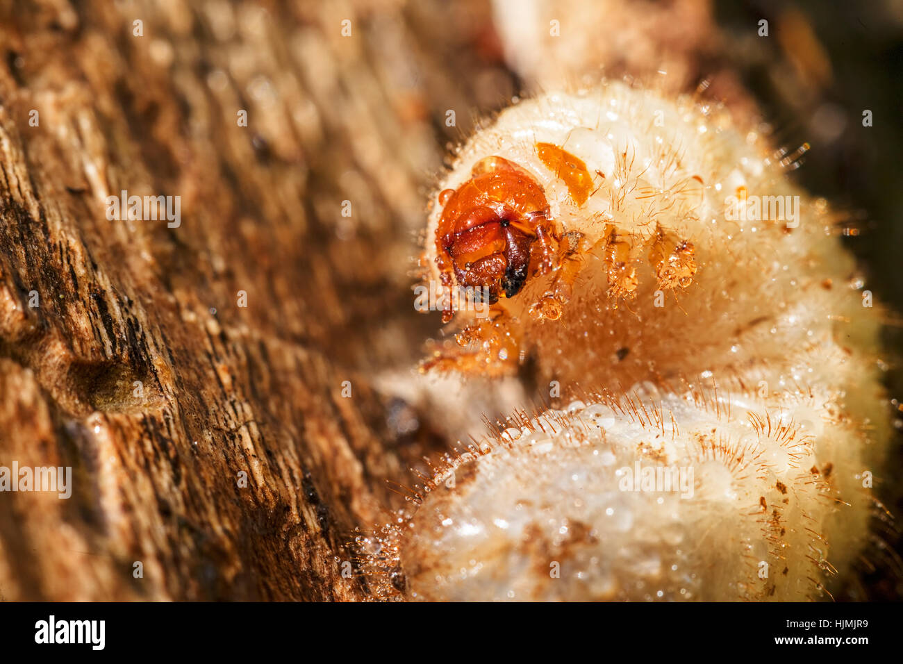 Le larve Close up sulla corteccia di albero, nota leggera profondità di campo Foto Stock
